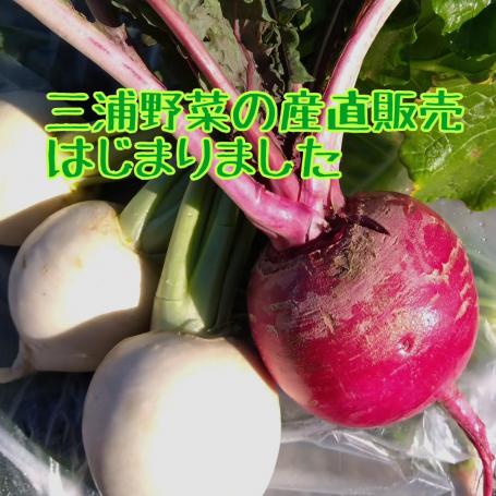 【新鮮採れたて三浦野菜】　YC＆ACで産直販売します！