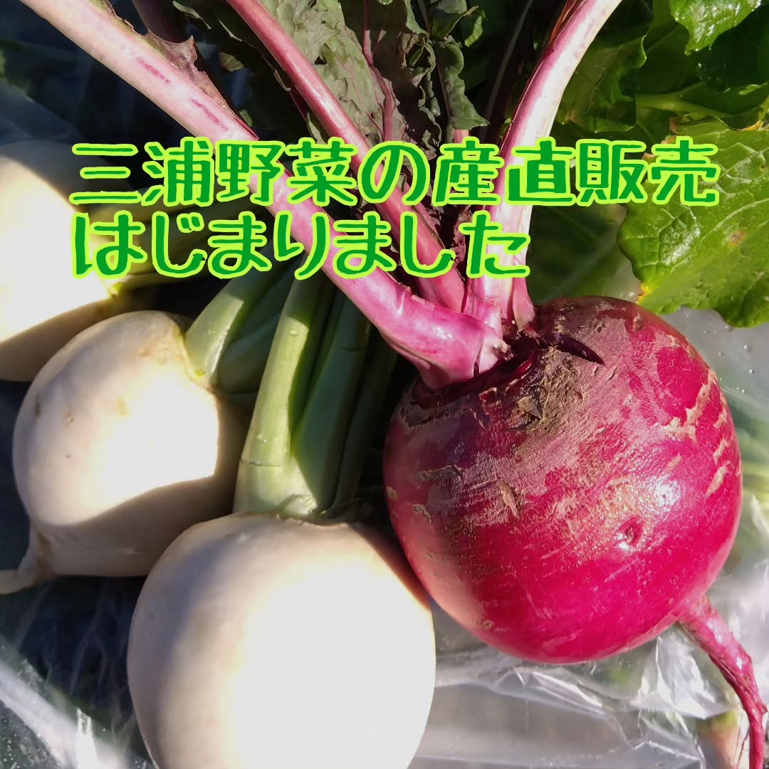 新鮮採れたて三浦野菜】 YC＆ACで産直販売します！|望洋自治会