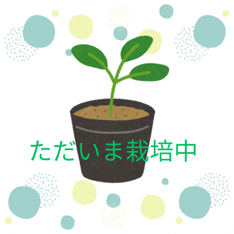 シソ苗、レモンバーム苗、あじさい苗、いちご鉢植え等